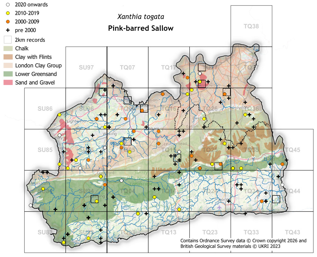 Moths